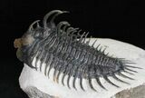 Large Spiny Comura Trilobite - Awesome Eyes! #11927-3